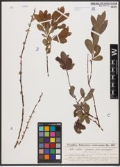 Foto von Salix aurita L. x Salix purpurea L.